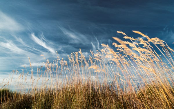 Kaislikko Juha Karikoski