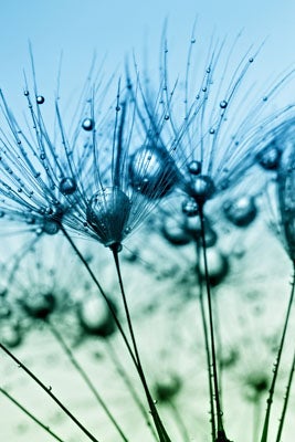 Kastepisarat kukassa