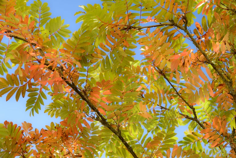 Pihlajan v&auml;rit Juha Karikoski